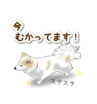 うちのもふもふ犬（個別スタンプ：9）