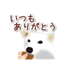 うちのもふもふ犬（個別スタンプ：11）