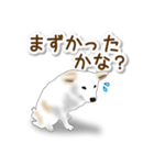 うちのもふもふ犬（個別スタンプ：21）