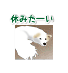 うちのもふもふ犬（個別スタンプ：27）