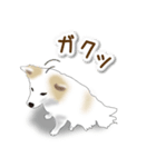 うちのもふもふ犬（個別スタンプ：34）