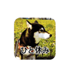 やっぱり柴犬（個別スタンプ：5）