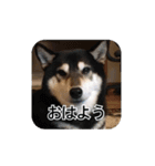 やっぱり柴犬（個別スタンプ：7）