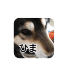 やっぱり柴犬（個別スタンプ：10）