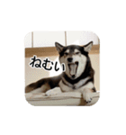 やっぱり柴犬（個別スタンプ：11）