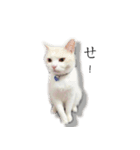 Living cat（個別スタンプ：3）