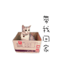 Living cat（個別スタンプ：4）