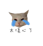 Living cat（個別スタンプ：5）