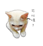 Living cat（個別スタンプ：6）