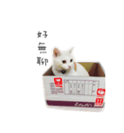Living cat（個別スタンプ：7）