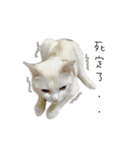 Living cat（個別スタンプ：8）