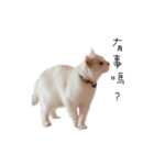 Living cat（個別スタンプ：10）