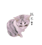 Living cat（個別スタンプ：11）