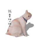 Living cat（個別スタンプ：12）