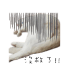 Living cat（個別スタンプ：14）