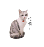 Living cat（個別スタンプ：15）