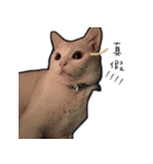 Living cat（個別スタンプ：16）