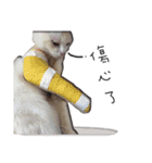 Living cat（個別スタンプ：18）