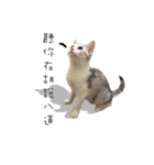 Living cat（個別スタンプ：19）