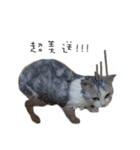 Living cat（個別スタンプ：20）