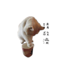 Living cat（個別スタンプ：22）