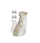 Living cat（個別スタンプ：23）