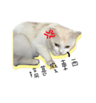 Living cat（個別スタンプ：24）