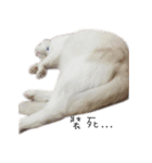 Living cat（個別スタンプ：25）