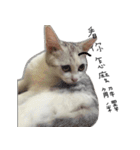 Living cat（個別スタンプ：26）