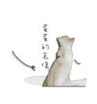 Living cat（個別スタンプ：27）