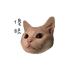 Living cat（個別スタンプ：28）