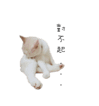 Living cat（個別スタンプ：29）