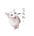 Living cat（個別スタンプ：30）