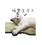 Living cat（個別スタンプ：31）