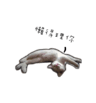 Living cat（個別スタンプ：32）