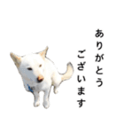 愛犬小次郎の日常（個別スタンプ：2）