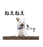 愛犬小次郎の日常（個別スタンプ：5）