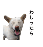 愛犬小次郎の日常（個別スタンプ：8）