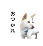愛犬小次郎の日常（個別スタンプ：21）