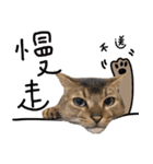 Duchi is a cat（個別スタンプ：15）