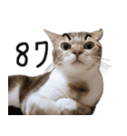 Duchi is a cat（個別スタンプ：27）