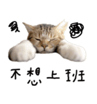 Duchi is a cat（個別スタンプ：36）