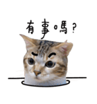 Duchi is a cat（個別スタンプ：37）