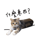 Duchi is a cat（個別スタンプ：40）