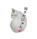 ナビとモコ(うちネコ)（個別スタンプ：7）