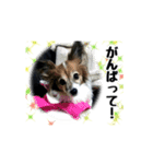 ハンナ＆りん「我が家のわんこ写真」（個別スタンプ：10）