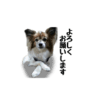 ハンナ＆りん「我が家のわんこ写真」（個別スタンプ：11）