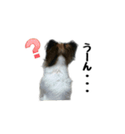 ハンナ＆りん「我が家のわんこ写真」（個別スタンプ：13）