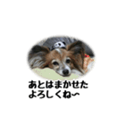 ハンナ＆りん「我が家のわんこ写真」（個別スタンプ：14）