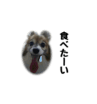 ハンナ＆りん「我が家のわんこ写真」（個別スタンプ：15）